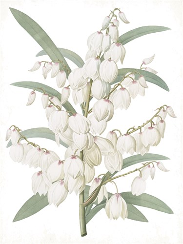 Yucca Flos - Fair - Pierre Joseph Redoute