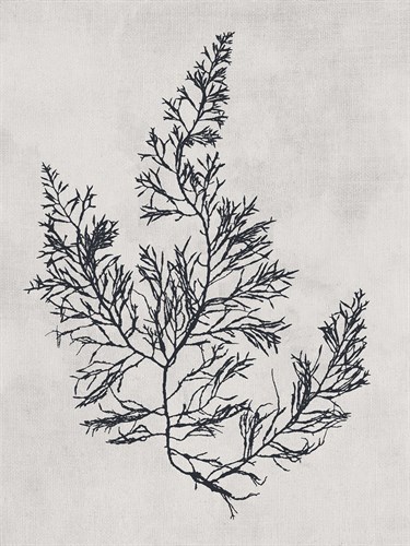 Cystoseira faeniculacea - Noir - Henry Bradbury