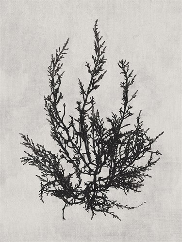 Cystoseira ericoides - Noir - Henry Bradbury