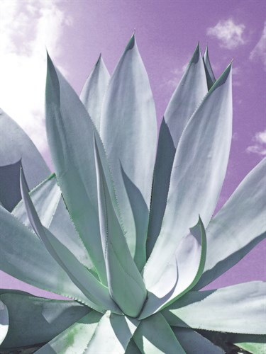 Cactus Delray - Malcolm Sanders