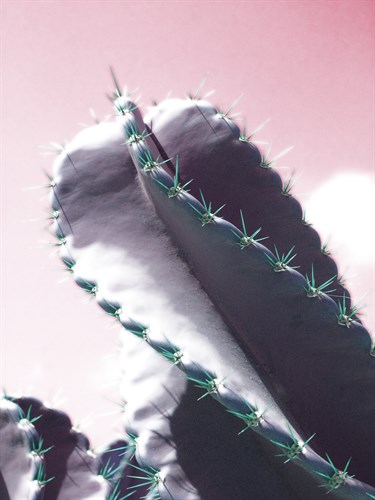 Cactus Captiva - Malcolm Sanders