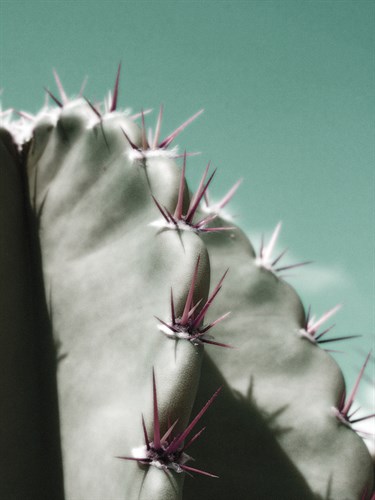 Cactus Pismo - Malcolm Sanders