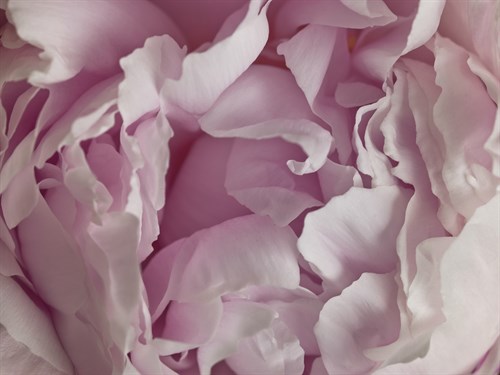 Peony Focus - Assaf Frank