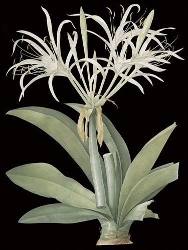 Pancratium Speciosum - Noir - Pierre Joseph Redoute