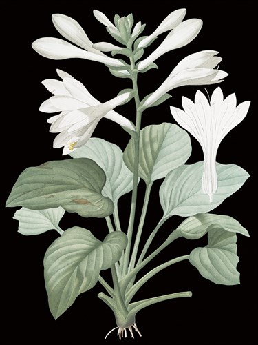 Hemerocallis Japonica - Noir - Pierre Joseph Redoute