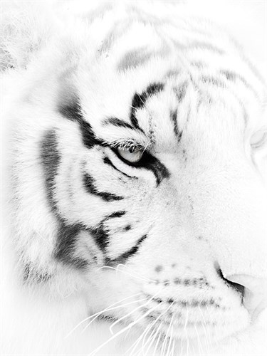 Fearless - Wink Gaines