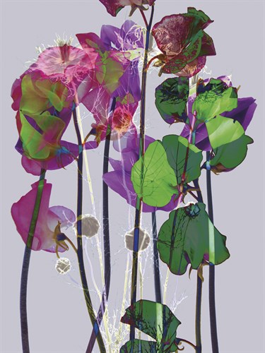 Luminous Garden - Katja Marzahn
