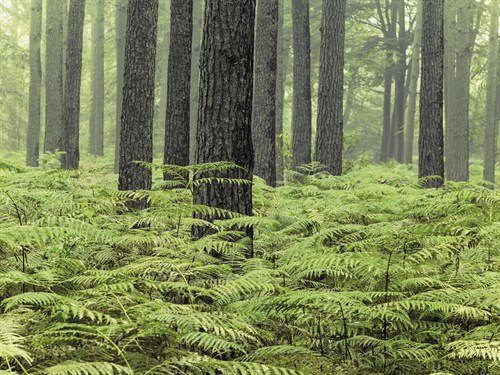 Fern Forest - Assaf Frank