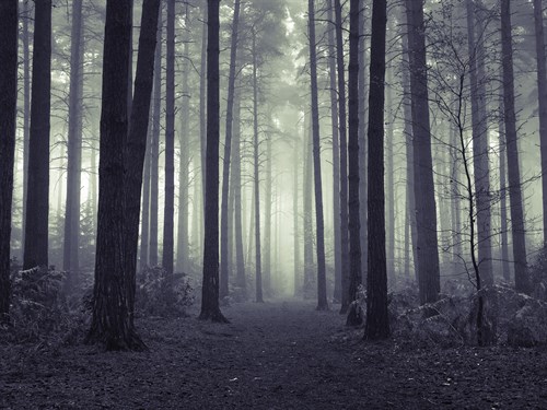 Ethereal Forest - Assaf Frank