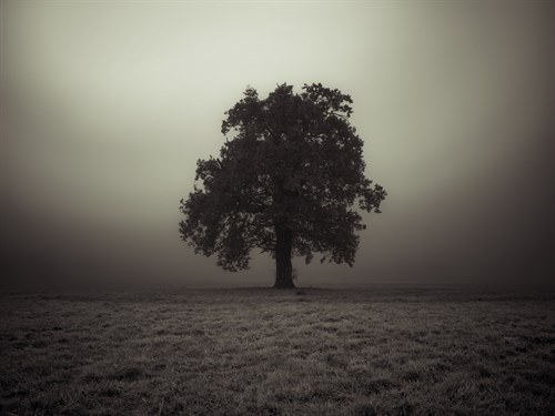 Quite Alone - Assaf Frank