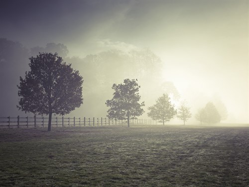 Mystical Rows - Assaf Frank