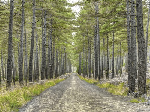 Forest Trails - Assaf Frank
