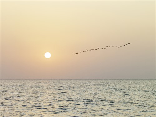 Returning Home - Assaf Frank