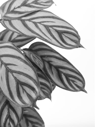 Calatheas Noir - Assaf Frank