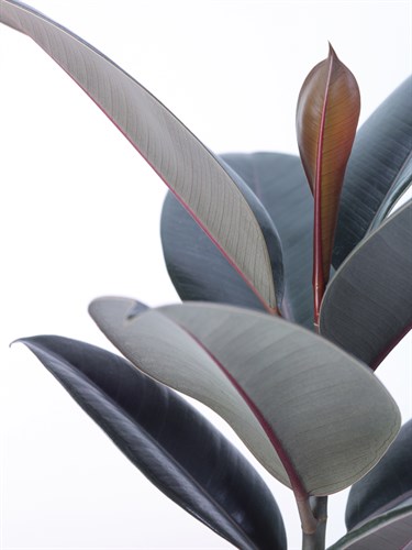House Plant - Zey - Assaf Frank
