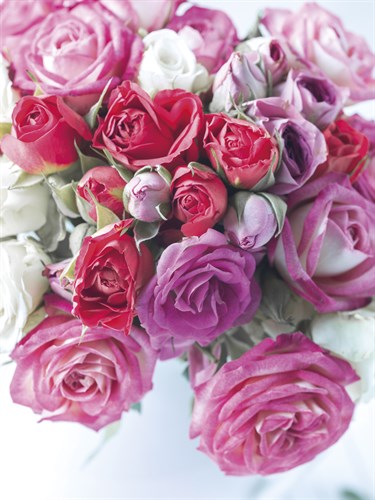 Rose Cascade - Assaf Frank