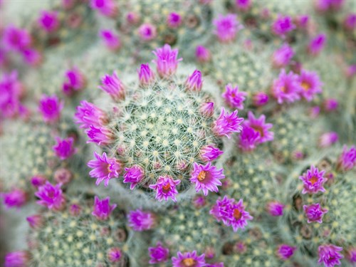 Arid Blooms - Assaf Frank