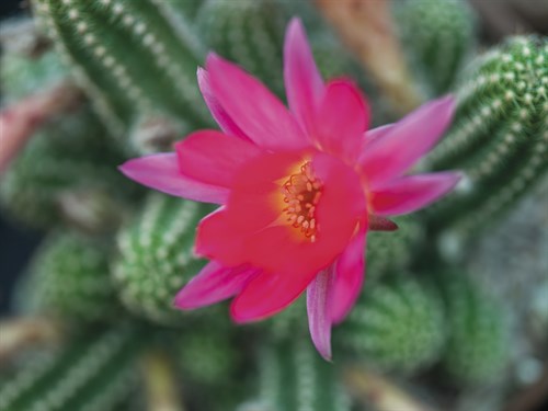 Desert Flower - Assaf Frank