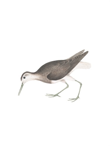 White Tailed Sandpiper - Maria Mendez