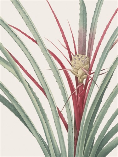 Bromelia Karatas - Focus - Pierre Joseph Redoute