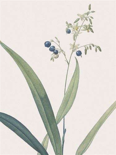 Dianella Ensifolia - Focus - Pierre Joseph Redoute
