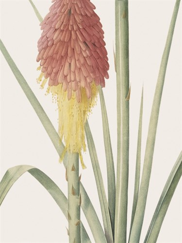 Tritoma Uvaria - Focus - Pierre Joseph Redoute