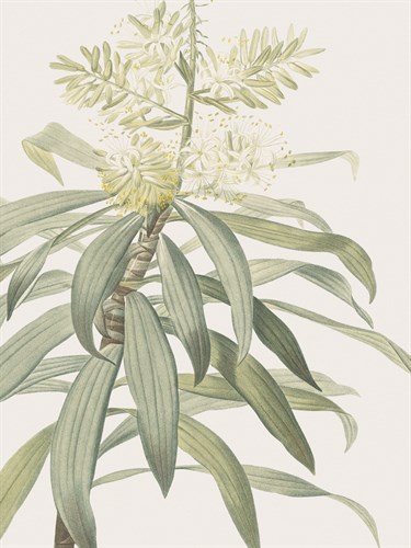 Dracaena Reflexa - Focus - Pierre Joseph Redoute