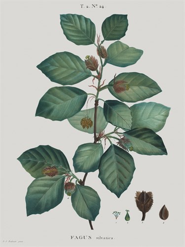Fagus - Pierre Joseph Redoute