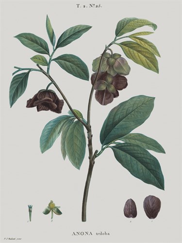 Anona - Pierre Joseph Redoute