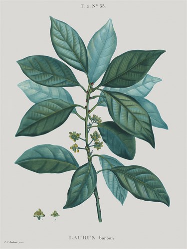 Laurus - Pierre Joseph Redoute
