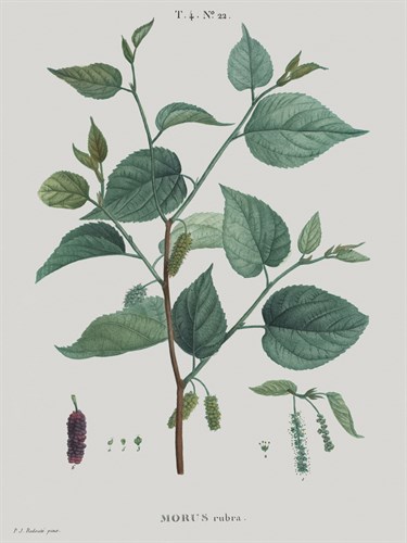 Morus - Pierre Joseph Redoute