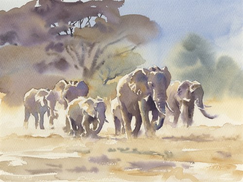 The Herd - Hazel Soan