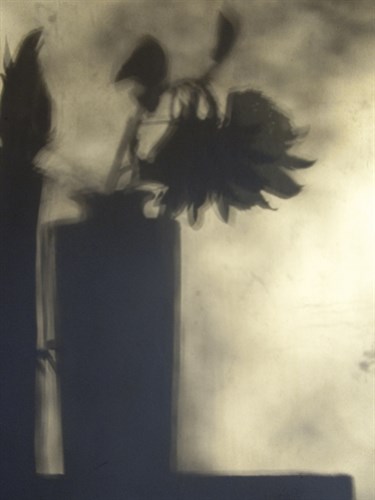 Still Life with Feather and Sunflower - Gaetan Caron
