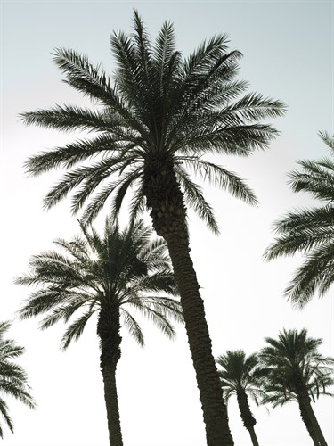 Endless Summer - Assaf Frank