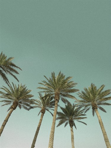 California Vibes - Assaf Frank