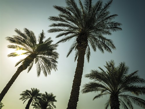 Sunshine Palms - Assaf Frank