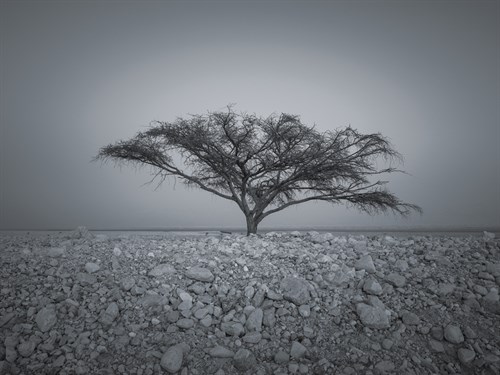 Life in Many Ways - Assaf Frank