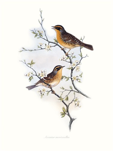 Mountain Accentor - John Gould