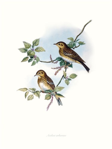 Wood pipit - John Gould