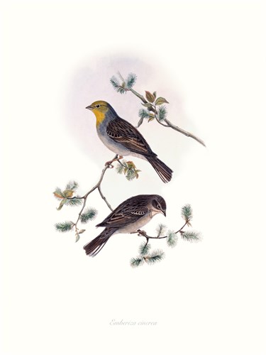 Emberiza Cinerea - John Gould
