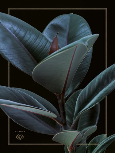 Suri Botanica - Assaf Frank