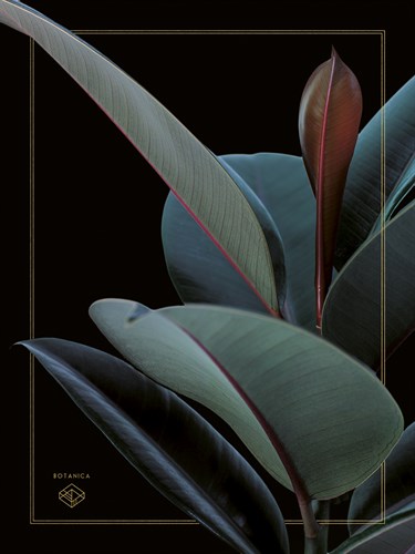 Zey Botanica - Assaf Frank