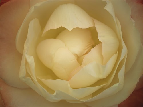 Rose Focus - Assaf Frank