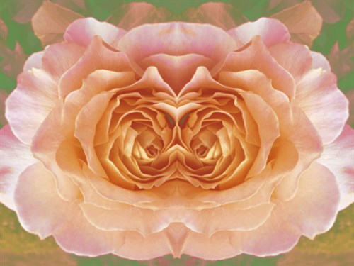 Botanique Revive - Collezione Botanica