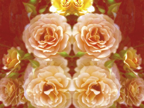Botanique Spirit - Collezione Botanica