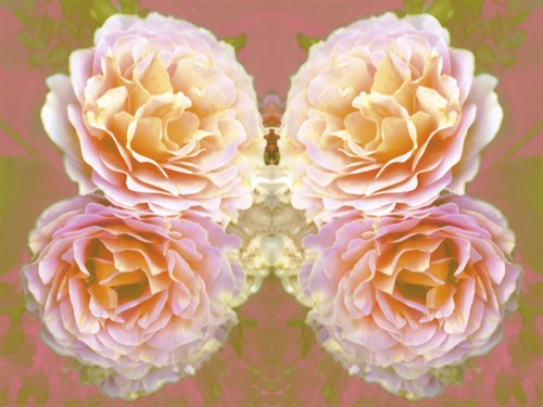 Botanique Joy - Collezione Botanica