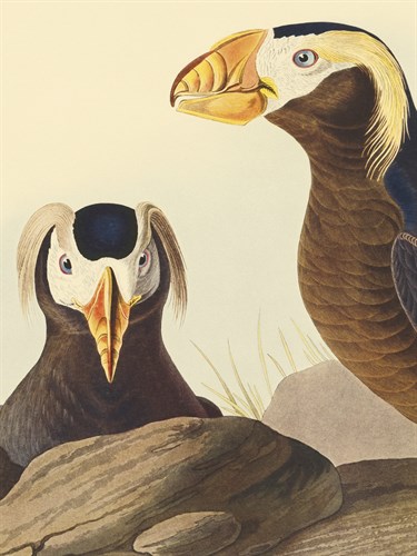 Tufted Auk - Focus - James Audubon