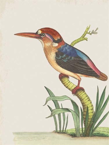 Red Headed Kingfisher - The Drammis Collection