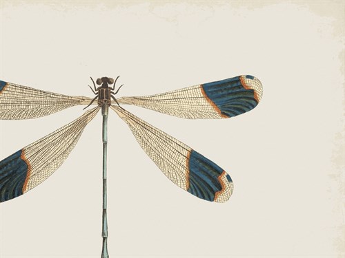 Blue Tipped Dragonfly - The Drammis Collection