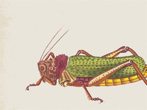 Orthoptera - The Drammis Collection